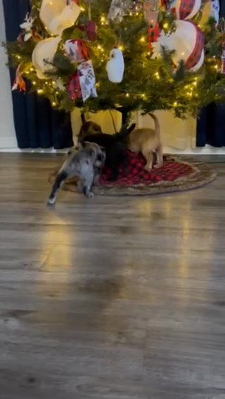 F1 Standard Labradoodle Blue Merle Male in Searcy, Arkansas