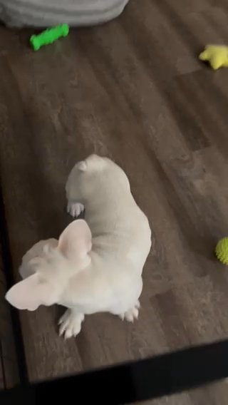 Platinum French Bulldog Male in Chula Vista, California