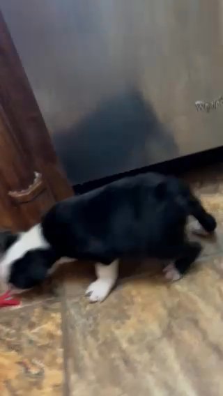 Boston Terrier Puppies AKC Registered in Anderson, South Carolina