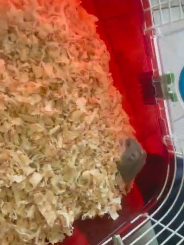 hamsters in Fontana, California