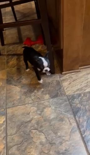 Boston Terrier Puppies, AKC Registered, Champion Bloodlines in Anderson, South Carolina