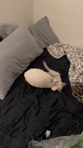 Kitten (Rehome) in Murrieta, California