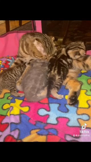 Scottish Fold Kittens in Greensboro, North Carolina