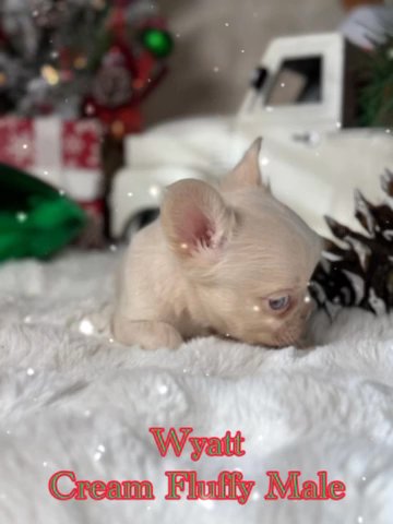 Wyatt in Dallas, Texas