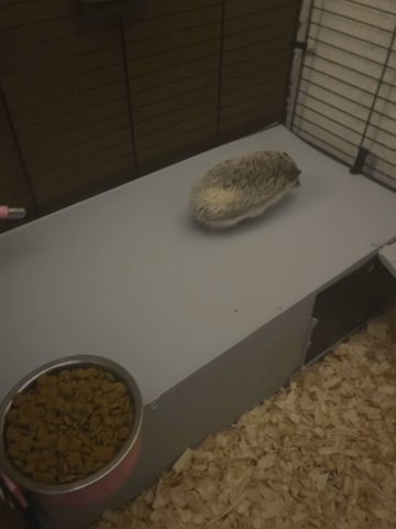 Hedgehog in Houston, Texas