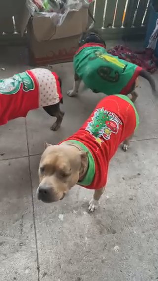 Pocket Bully Pet Home in Gainesville, Florida