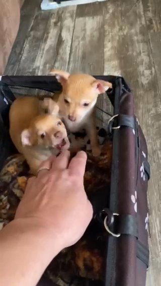 sweet little Chihuahuas in Lexington, North Carolina