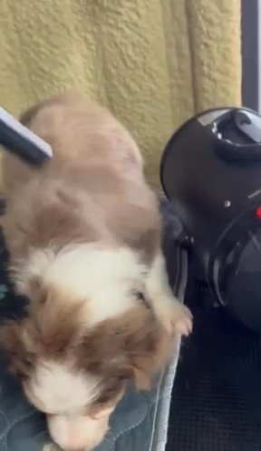 Mini Aussies in Fort Worth, Texas