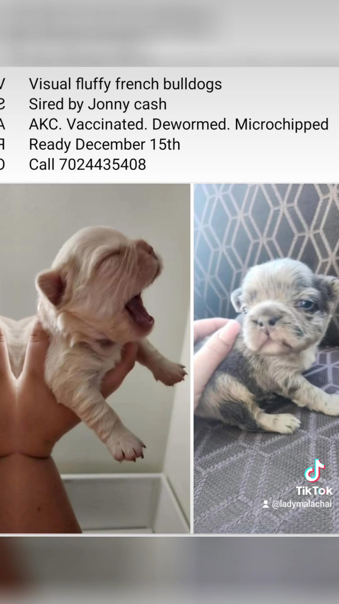 Fluffy french bulldogs in Las Vegas, Nevada