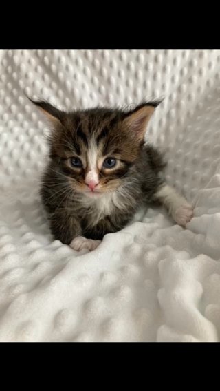 Maine Coon Kitten in Federal Heights, Colorado