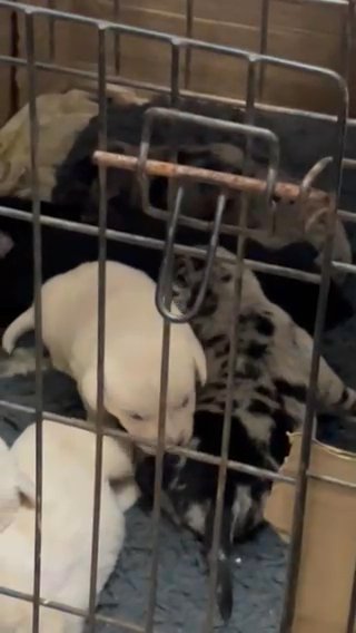 puppies for sale in Houma, Louisiana