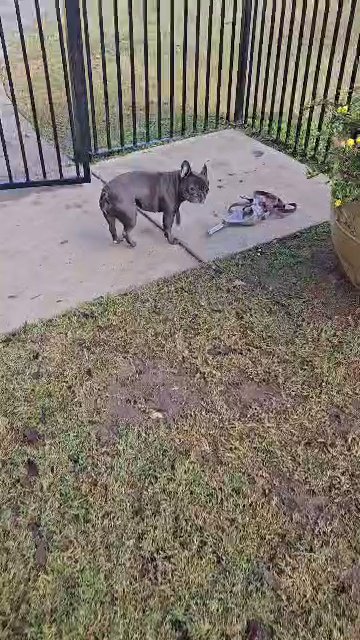 Koa in Bedford, Texas