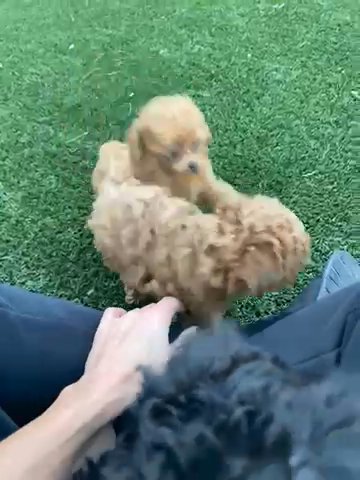 AKC Red Toy Poodle Sold in Dallas, Texas