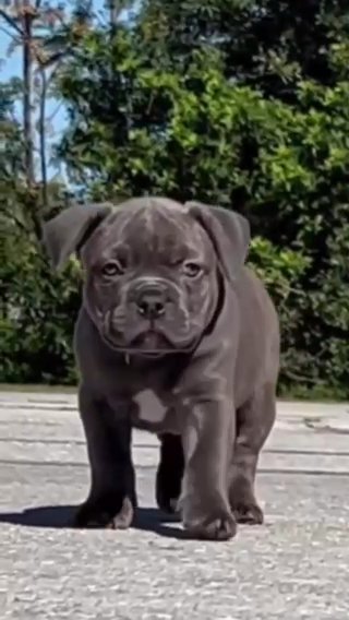 XL American Bully in Winter Haven, Florida