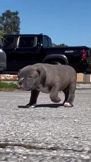 XL American Bully in Winter Haven, Florida