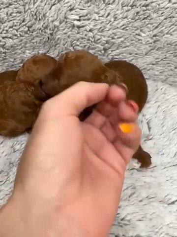 Red Tiny Toy Poodle in Dallas, Texas