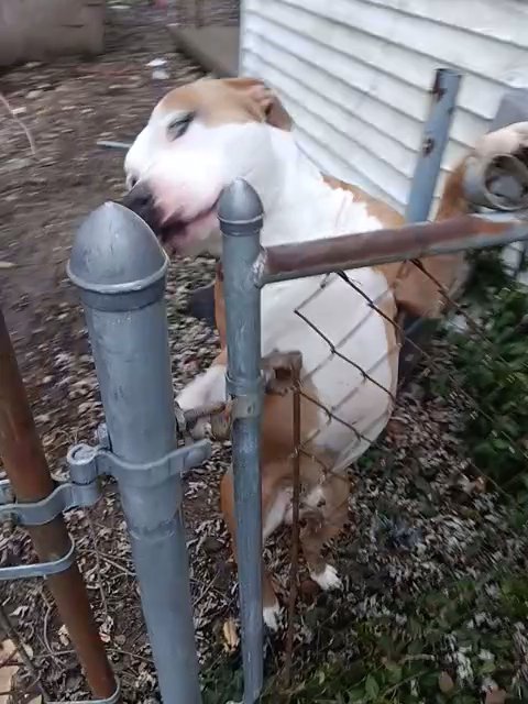 Rocky in Jeffersonville, Indiana