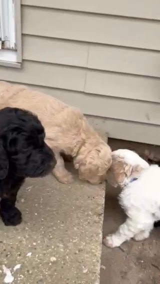 Goldendoodle Puppies in Grand Rapids, Michigan