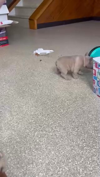 French Bulldogs!!!! in Euclid, Ohio
