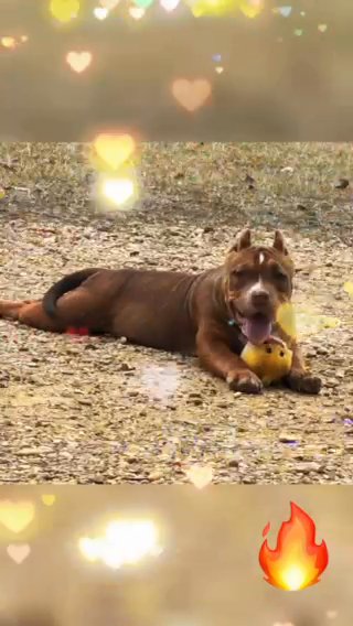 Female Standard American Bully in Northport, Alabama