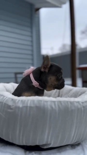 frenchie puppy in Nashville, Tennessee