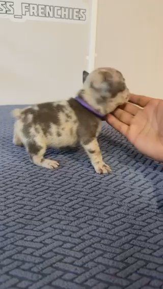 French Bulldog- Limitless_Frecnhies in Miami, Florida