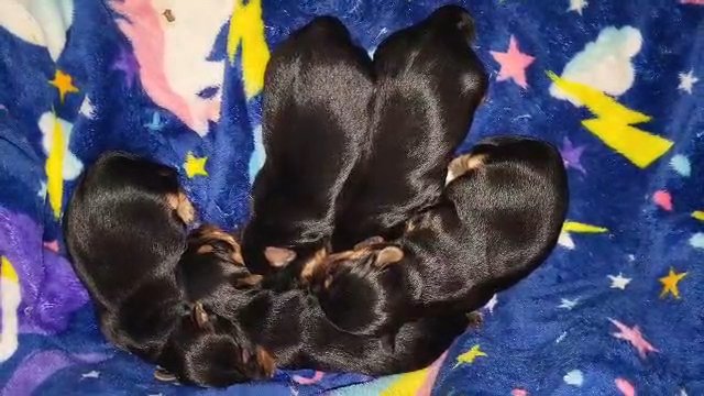 Yorkie Babies in Saratoga Springs, New York