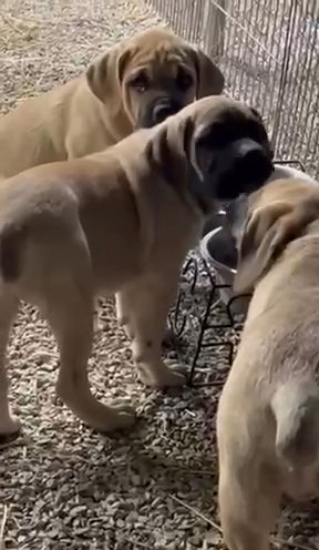 Cane Corso Puppies in Frankfort, Kentucky