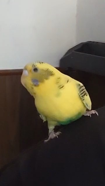 MALE BUDGIE SELLING in The Bronx, New York