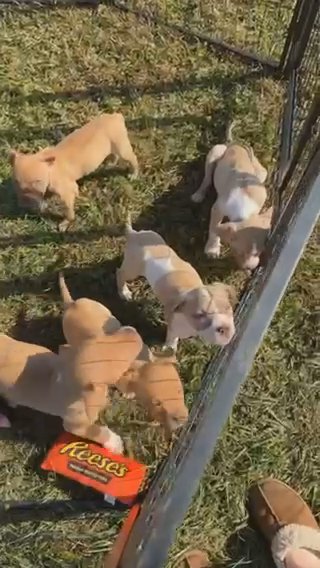 American Bully in Lexington-Fayette, Kentucky