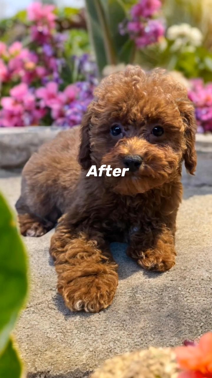 Toy poodle - Reserved in Fort Lauderdale, Florida