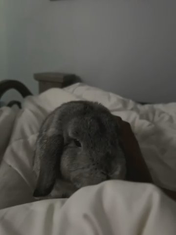 Holland Lop Rabbit For Sale?? in Louisville, Kentucky
