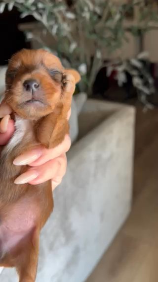 Sable Teacup Yorkie in Ceres, California