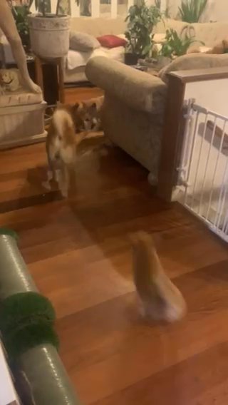Shiba Inu Puppues in Chino Hills, California
