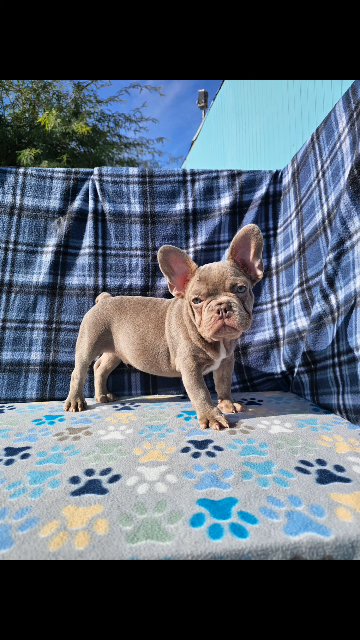 isabella male in Las Vegas, Nevada