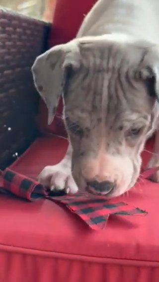 Girl AKC Dane merle nantle Pie Big Tail Spop in Greenville, South Carolina