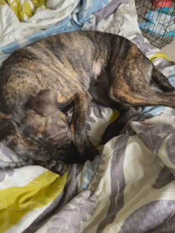 American Staffordshire Female in Manhattan, New York