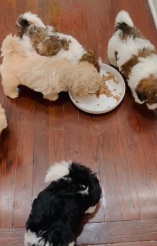 Beutifloof Pooches in Queens, New York