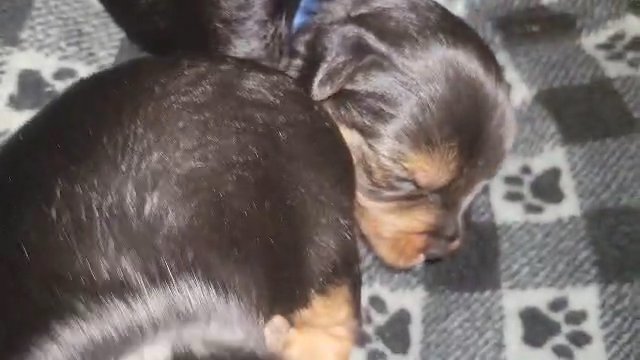 Yorkshire Terrier/ Yorkie in Jacksonville, Florida