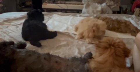 Designer Pups Shih-poo Havanese in Kansas City, Missouri