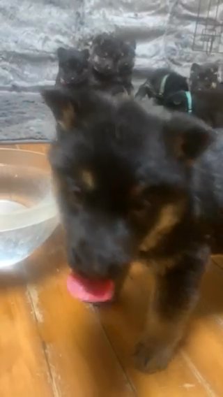Puppies!  Pure German Shepherds in New York City, New York