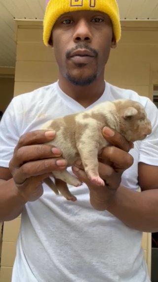Tundra American Bully in Jacksonville, Florida