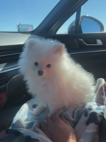 TOFU in Aurora, Colorado