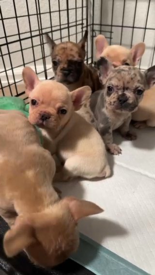 Beautiful Frenchies in Colorado Springs, Colorado
