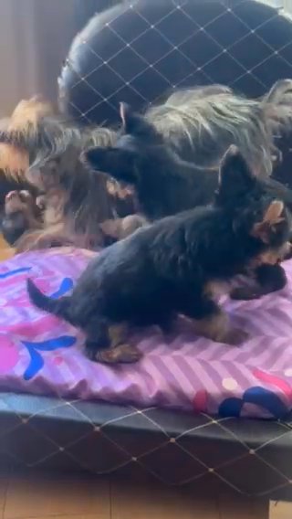 Toy Yorkie in North Arlington, New Jersey