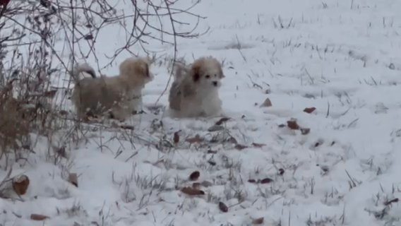 Havanese Enjoying The Snow in Medina, Ohio