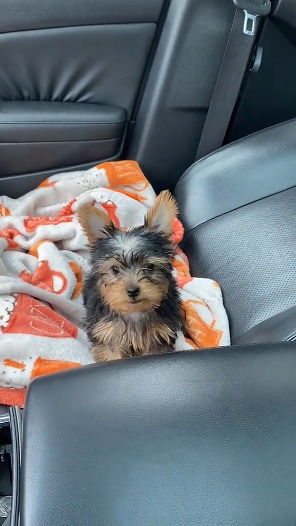 yorkie puppies for adoption in Omaha, Nebraska