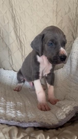 Akc Great Dane “Yukon” in Gastonia, North Carolina