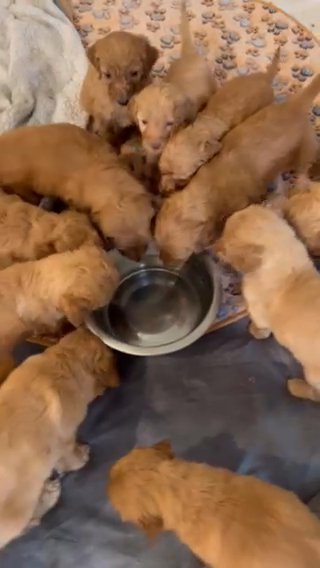 Goldendoodles F2b in Baton Rouge, Louisiana