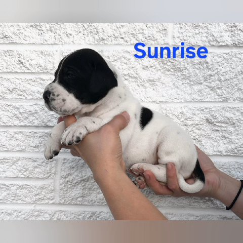 Great Dane - Sunrise in Johnson City, Tennessee